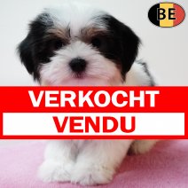 Havanezer 261125 F(BE0236) 210126 verkocht - vendu.jpg