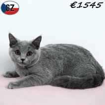 Britse Korthaar 240925 F(CZ9274) 280126.jpg