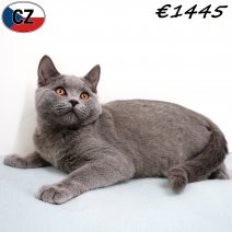 Britse Korthaar 240925 M(CZ9273) 280126.jpg