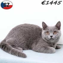 Britse Korthaar 240925 M(CZ9275) 280126.jpg