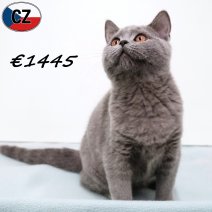 Britse Korthaar 240925 M(CZ9277) 280126.jpg