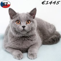 Britse Korthaar 240925 M(CZ9279) 280126.jpg