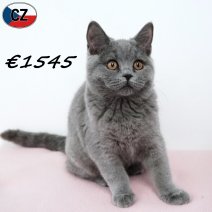 Britse Korthaar 270925 F(CZ9271) 280126.jpg