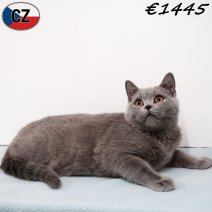 Britse Korthaar 270925 M(CZ9280) 280126.jpg