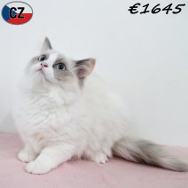 Ragdoll 020925 F(CZ2114) 280126.jpg