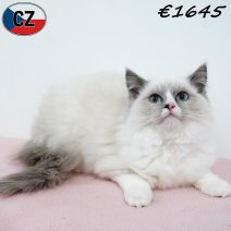 Ragdoll 020925 F(CZ2115) 280126.jpg