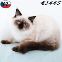 Ragdoll 020925 M(CZ2116) 280126.jpg