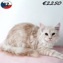 Maine Coon 150925 F(CZ2132) 280126.jpg