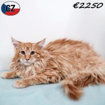 Maine Coon 150925 M(CZ1328) 280126.jpg