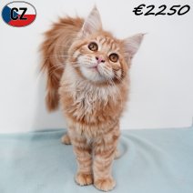 Maine Coon 150925 M(CZ3933) 280126.jpg