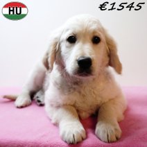 Golden Retriever 091025 F(HU8619) 280126.jpg