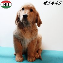 Golden Retriever 091025 M(HU8613) 280126.jpg