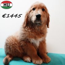 Golden Retriever 091025 M(HU8614) 280126.jpg