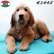 Golden Retriever 091025 M(HU8615) 280126.jpg