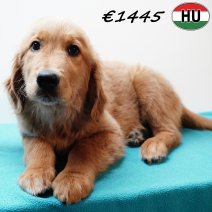 Golden Retriever 091025 M(HU8617) 280126.jpg