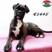 Boxer 041025 F(HU7612) 280126.jpg