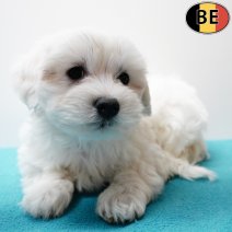 Maltezer 291125 M(BE6049) 280126.jpg