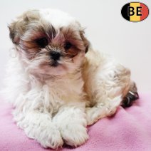 Lhasa Apso 011225 F(BE6155) 280126.jpg