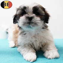 Lhasa Apso 011225 M(BE6092) 280126.jpg