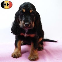 Engelse Cocker 251125 F(BE1527) 280126.jpg