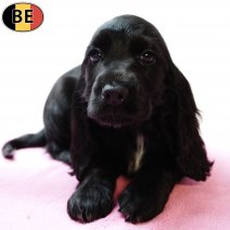 Engelse Cocker 251125 F(BE1757) 280126.jpg