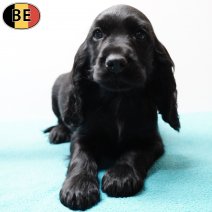 Engelse Cocker 251125 M(BE2425) 280126.jpg