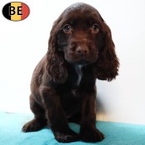 Engelse Cocker 251125 M(BE7341) 280126.jpg