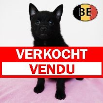 Schipperke 311025 F (BE1022) 090126 verkocht - vendu.jpg