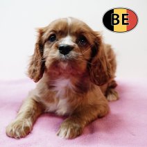 Cavalier King Charles 261125 F (BE6093) 280126.JPG