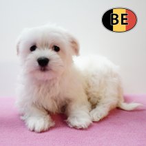 Maltezer 291125 F (BE5936) 280126.JPG