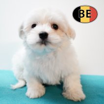 Maltezer 291125 M (BE6168) 280126.JPG