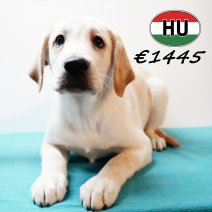 Labrador 091025 M(HU8572) 280126.jpg