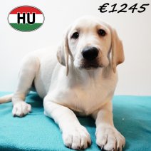 Labrador 091025 M(HU8575) 280126.jpg