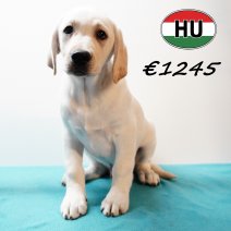 Labrador 091025 M(HU8576) 280126.jpg