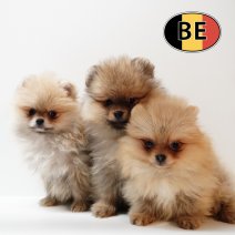 Keesje 151025 - 300126.JPG