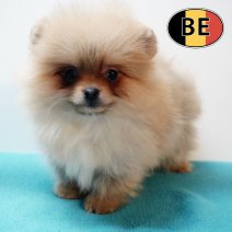 Keesje 151025 M (BE6054) 300126.JPG