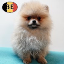 Keesje 151025 M (BE6145) 300126.JPG