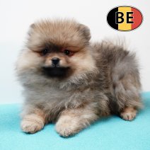 Keesje 151025 M (BE6163) 300126.JPG