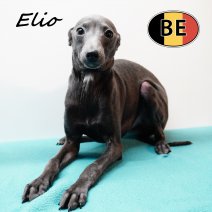 Italiaanse windhond 310725 M (BE0940) 300126.JPG