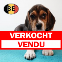 Beagle 251125 M (BE0927) 210126.verkocht-vendu.png