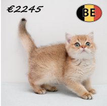 Britse korthaar 271025 M (BE6142) 300126.JPG