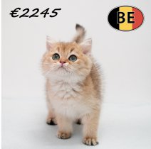 Britse korthaar 271025 M (BE6146) 300126.JPG