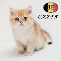 Britse korthaar 271025 M (BE6173) 300126.JPG