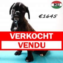 Boxer 041025 M(HU5645) 280126.verkocht-vendu.png