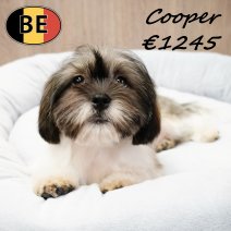 Shih Tzu 290925 M(BE1038) 300126.JPG