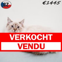 Ragdoll 020925 M(CZ2119) 280126 verkocht - vendu.jpg