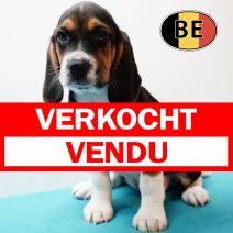 Beagle 251125 M (BE0924) 210126 verkocht - vendu.jpg
