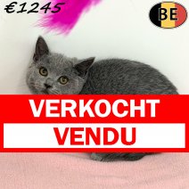 Britse Korthaar 080925 F(BE0997) 211225 verkocht - vendu.jpg