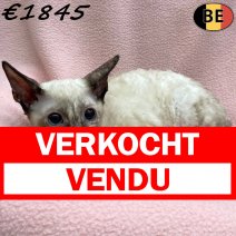 Cornish Rex 300925 F(BE1195) 260126 verkocht - vendu.jpg