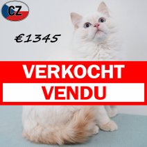 Ragdoll 210825 M(CZ2117) 280126 verocht - vendu.jpg